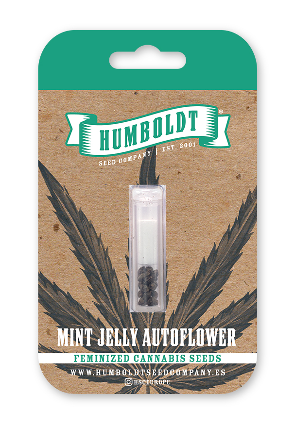 Mint Jelly Auto