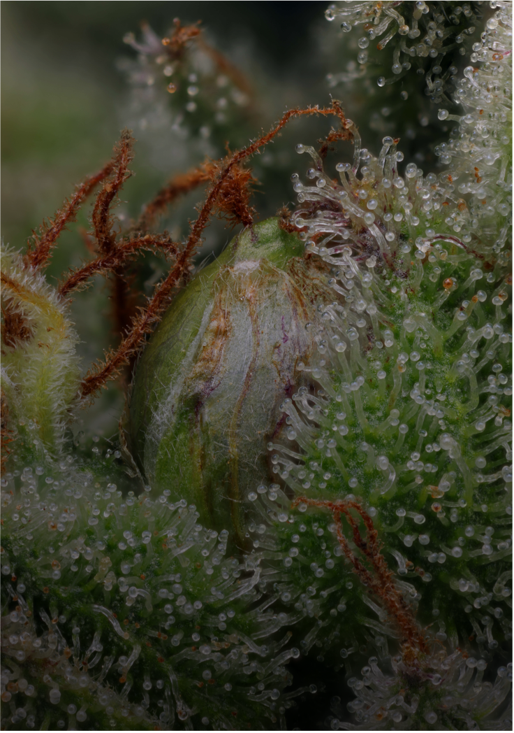 autoflower seeds