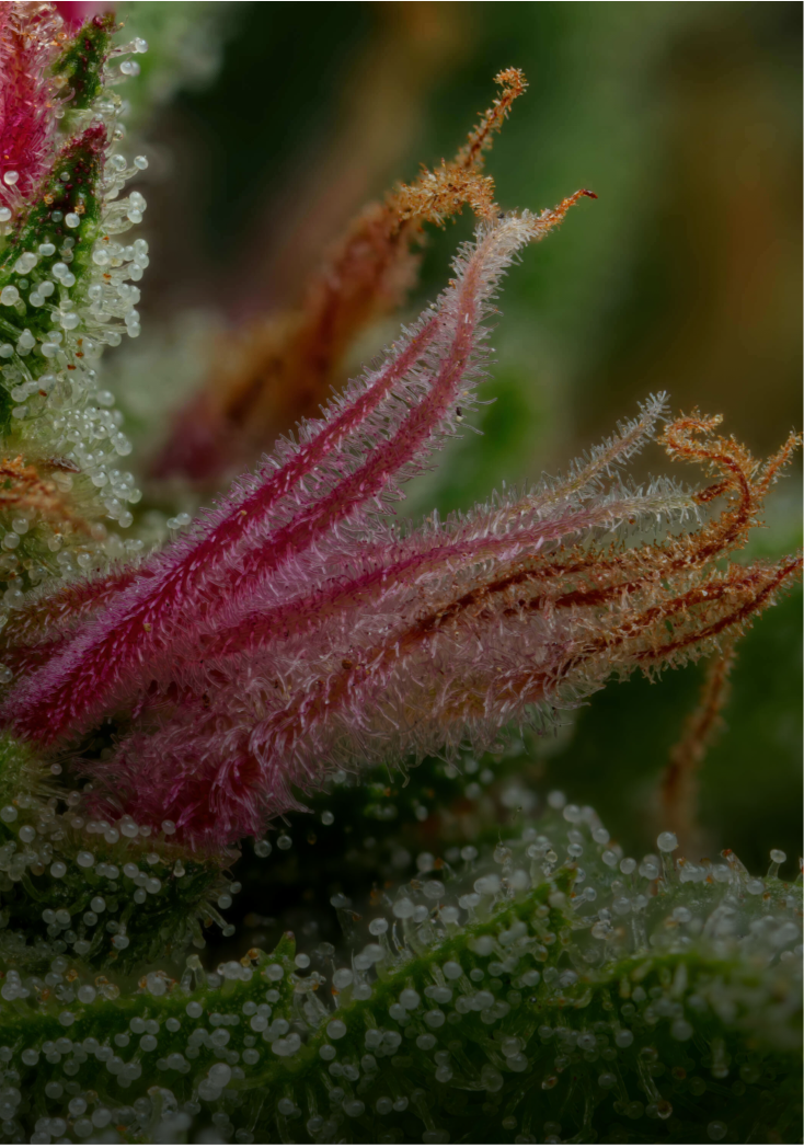 feminized seeds