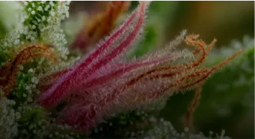 feminized seeds