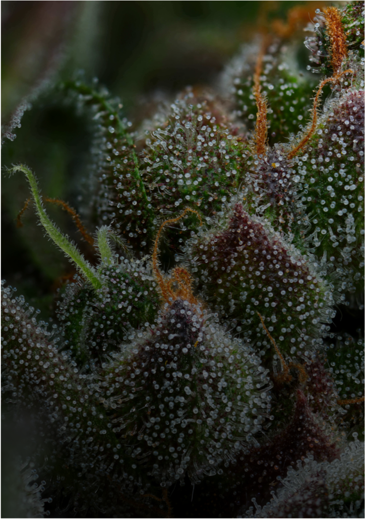 regular seeds