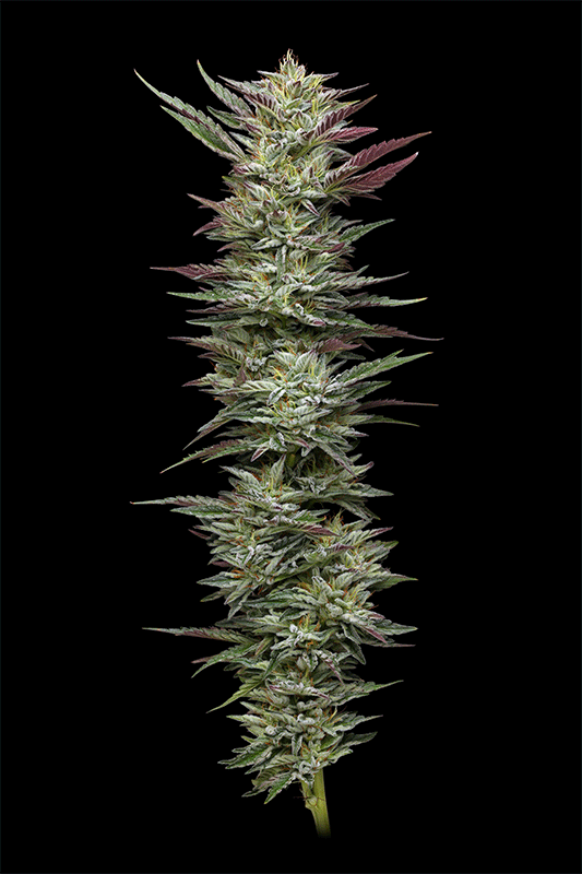 Notorious THC, Cannabis Seeds